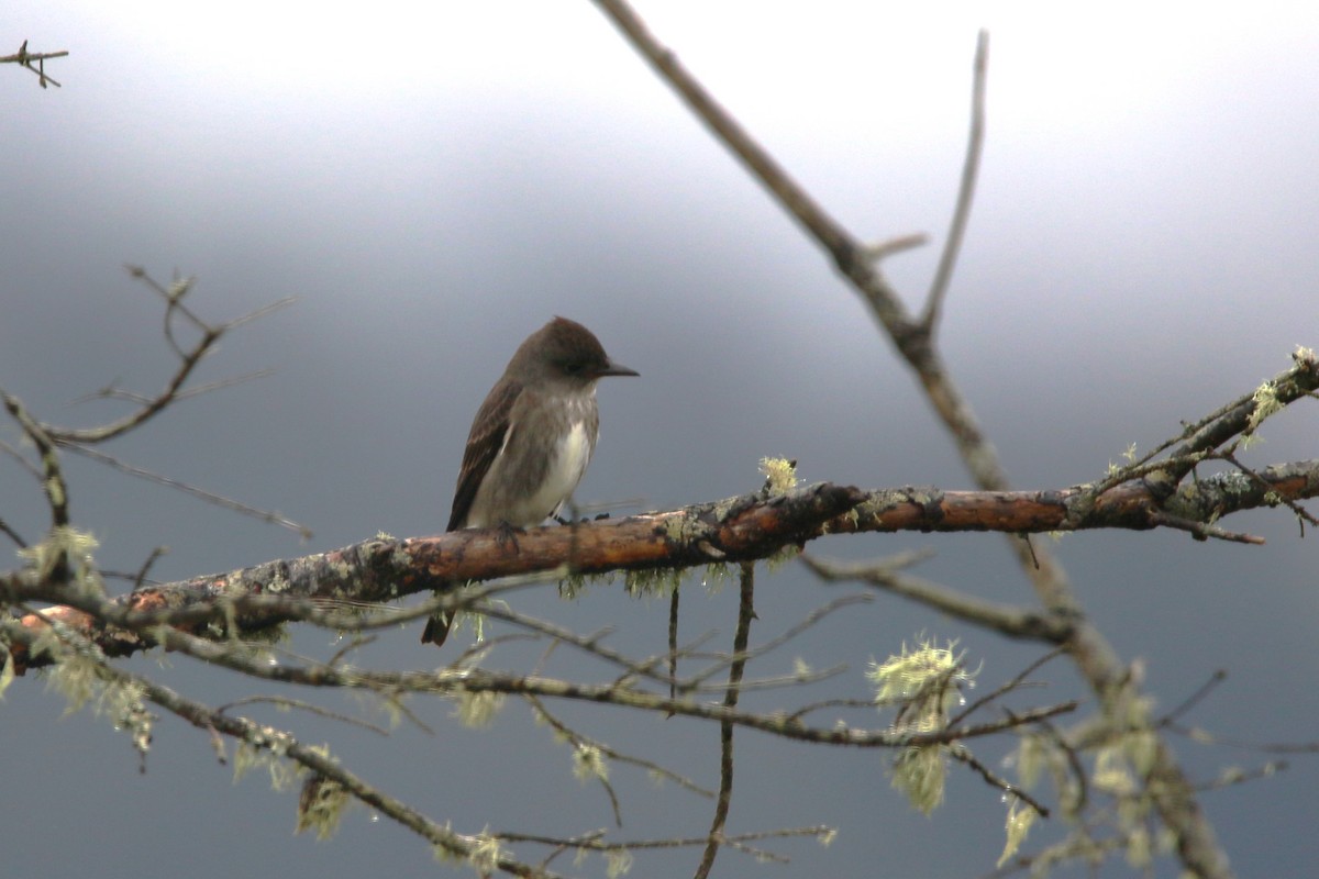 Western Wood-Pewee - ML593879771