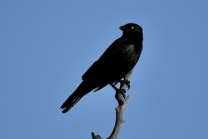 Australian Raven - ML593880631