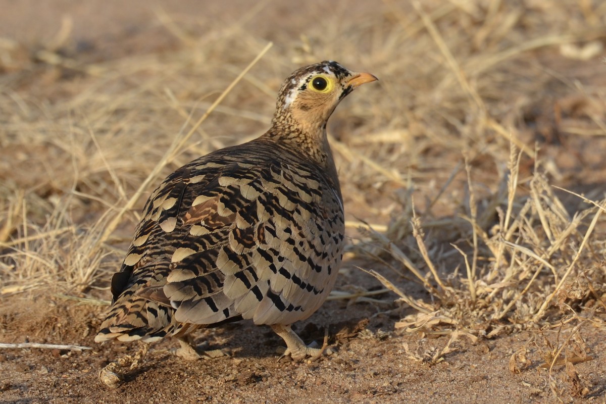 Black-faced Sandgrouse - ML593880761