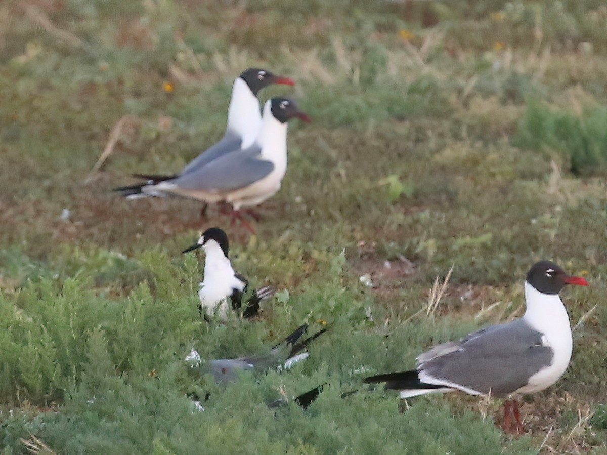 Sooty Tern - ML593880911