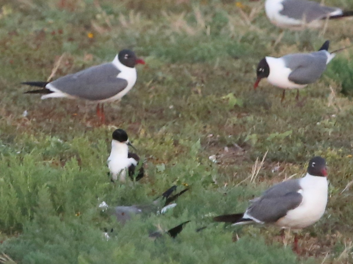 Sooty Tern - ML593880921