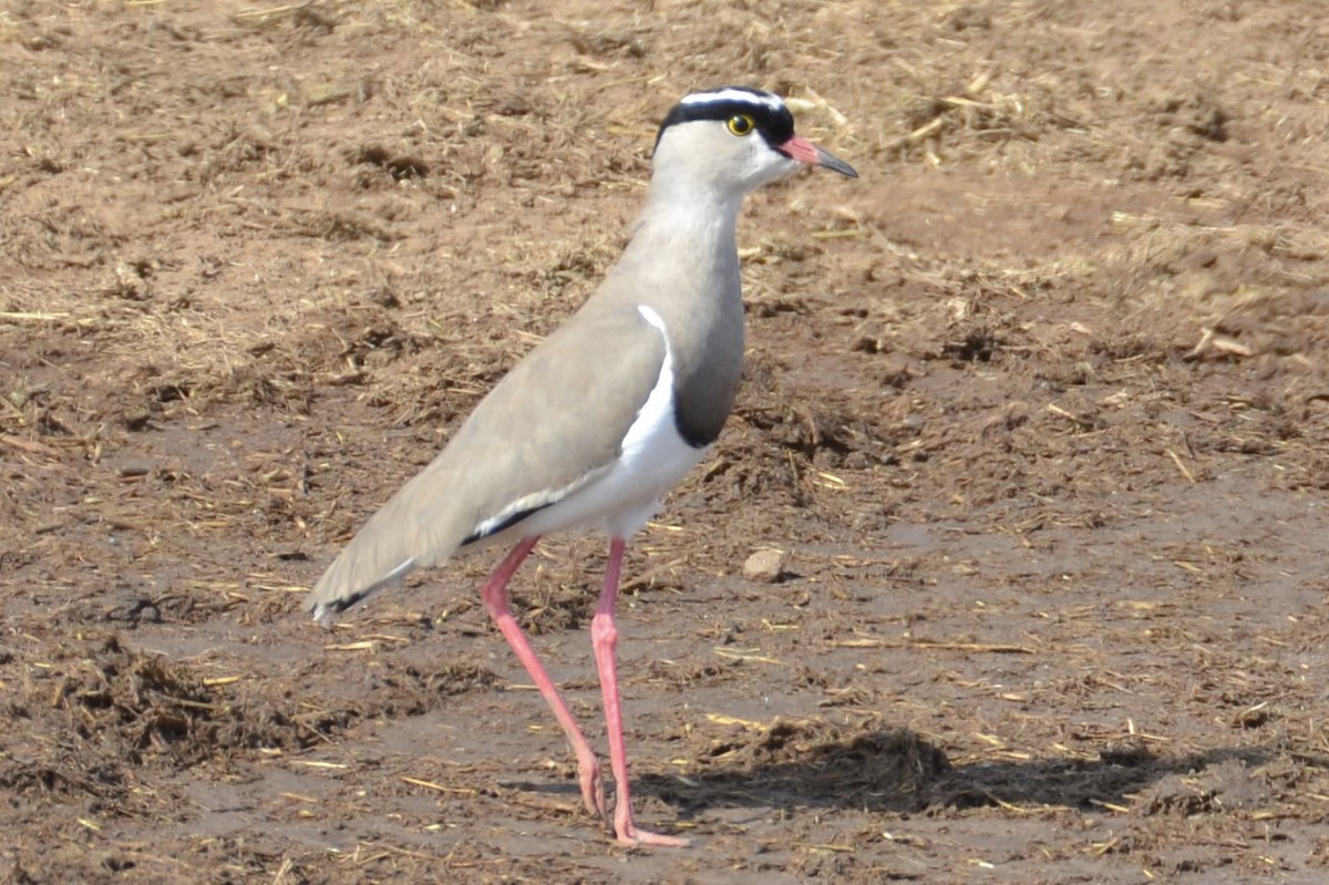 Crowned Lapwing - David Baake