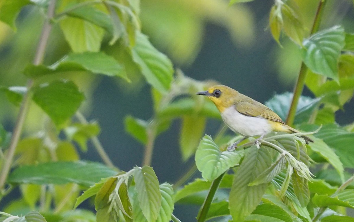 Black-ringed White-eye - ML593881541