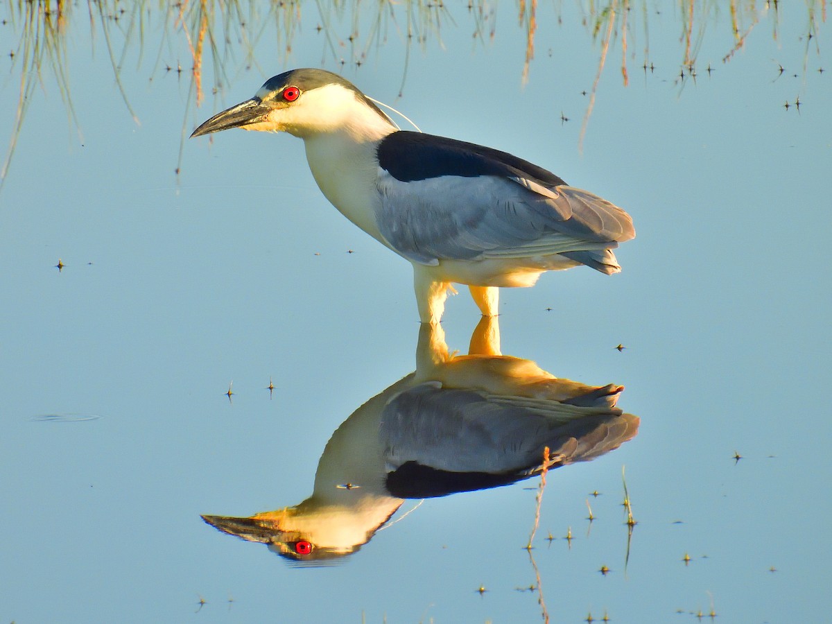 Black-crowned Night Heron - Scott Rager