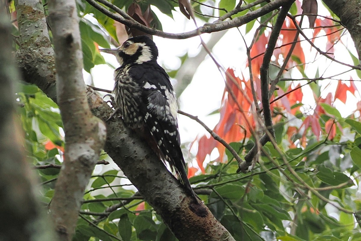 White-backed Woodpecker (White-backed) - ML593882551