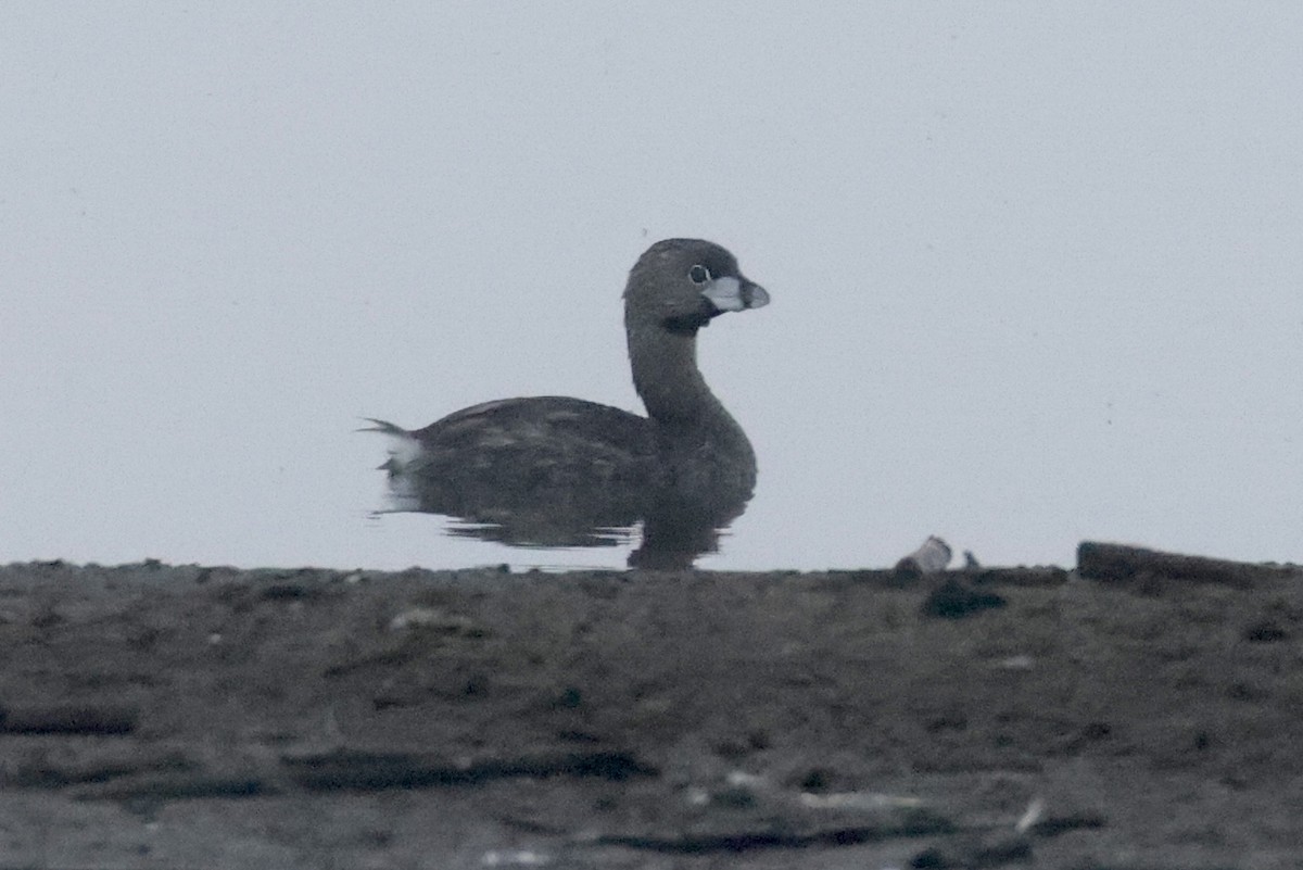 Pied-billed Grebe - ML593883261