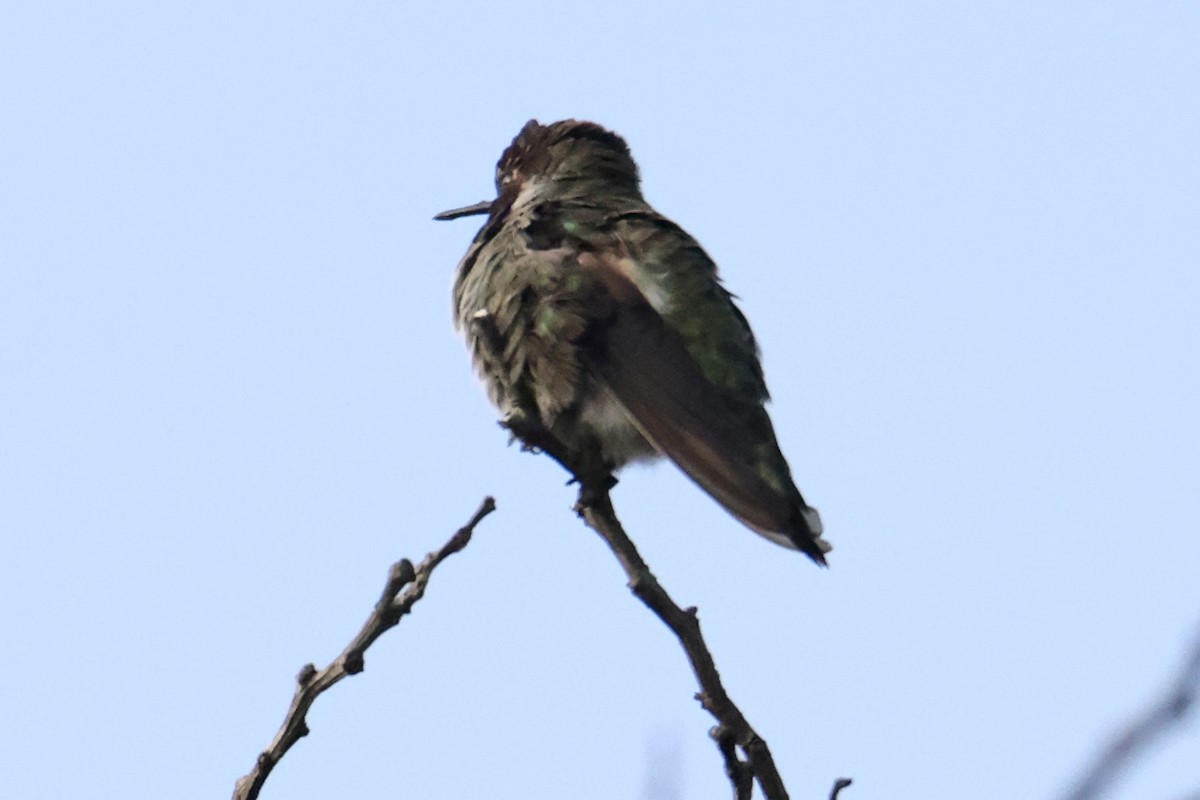 Anna's Hummingbird - ML593883271