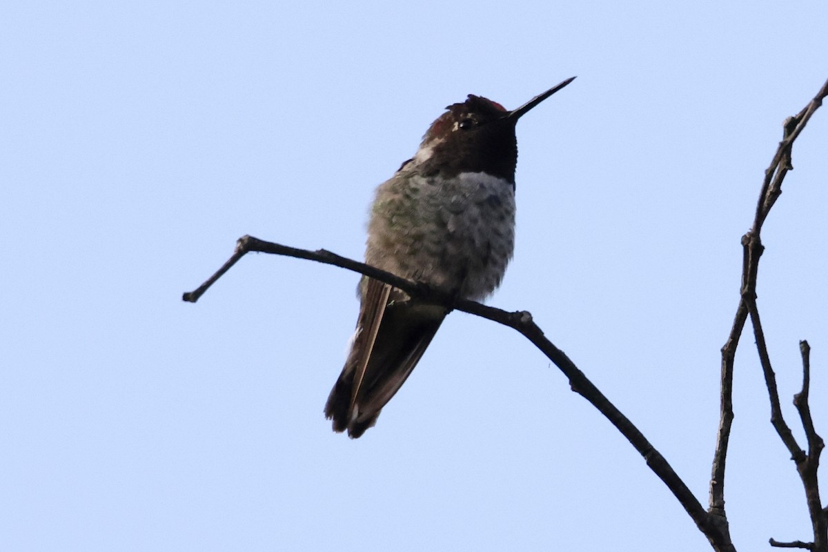 Anna's Hummingbird - ML593883281