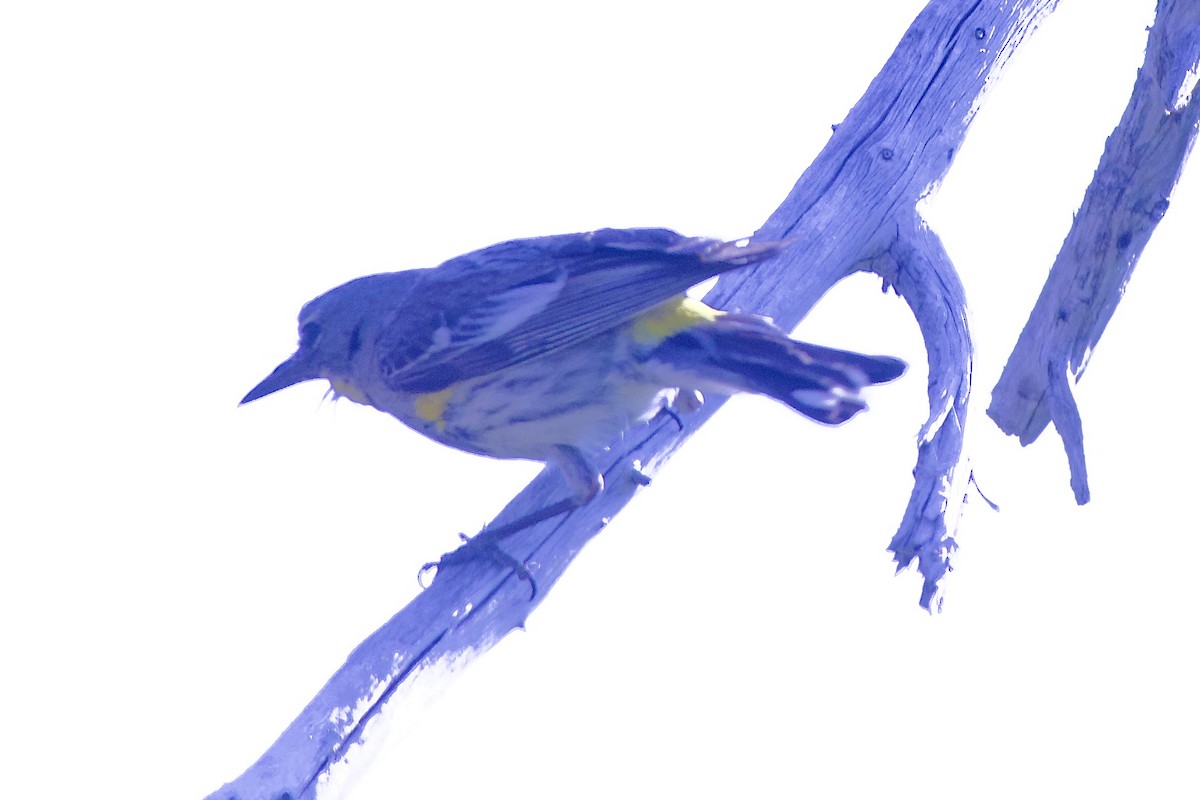 Yellow-rumped Warbler - gene collins