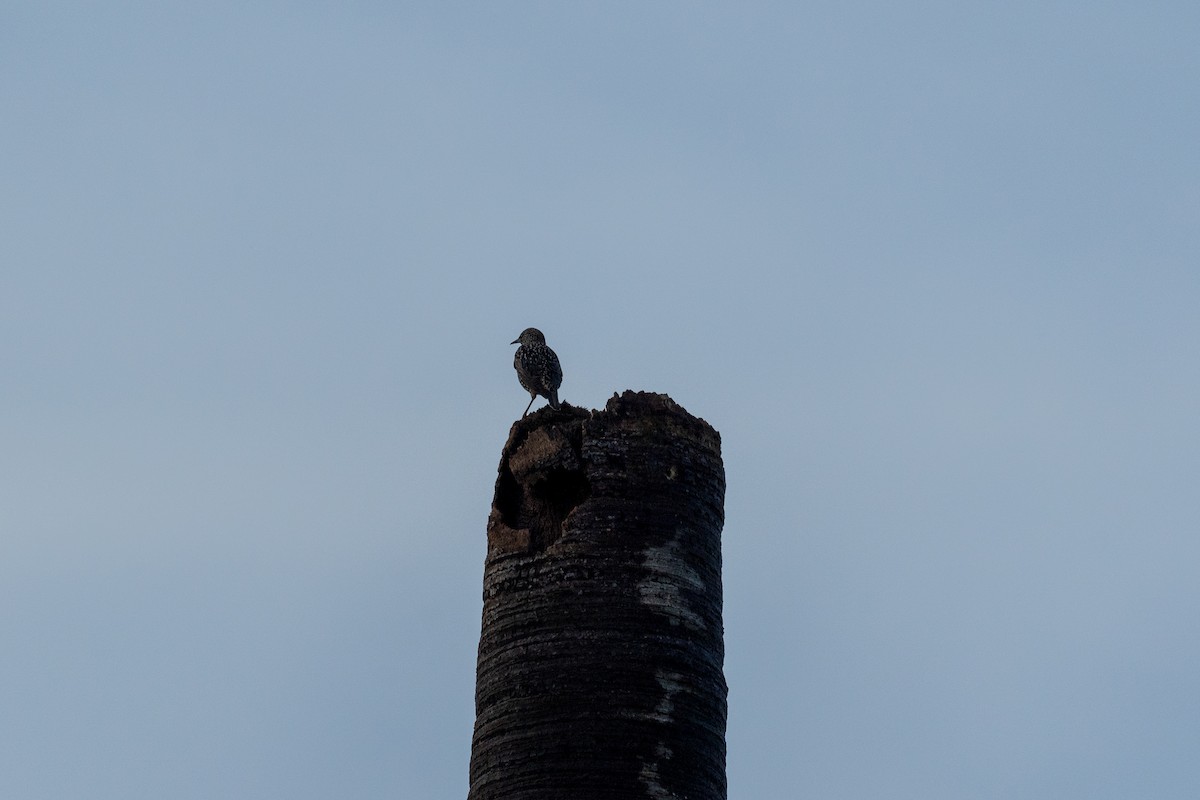 European Starling - ML593883791