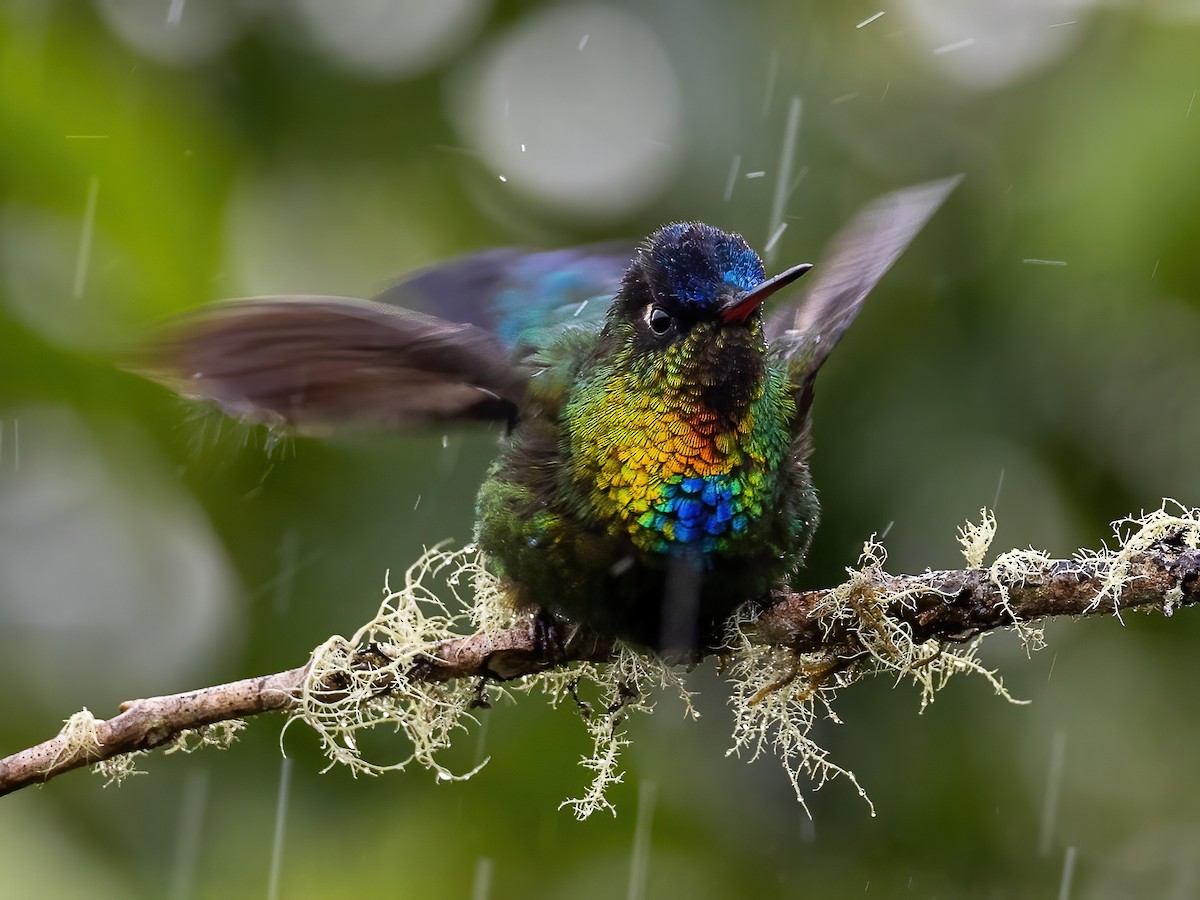 Fiery-throated Hummingbird - Sean Sparrow