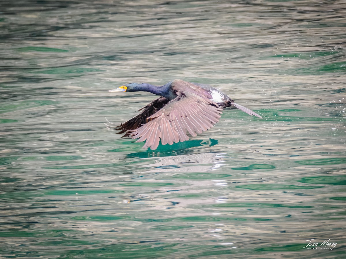 Red-faced Cormorant - ML593884131
