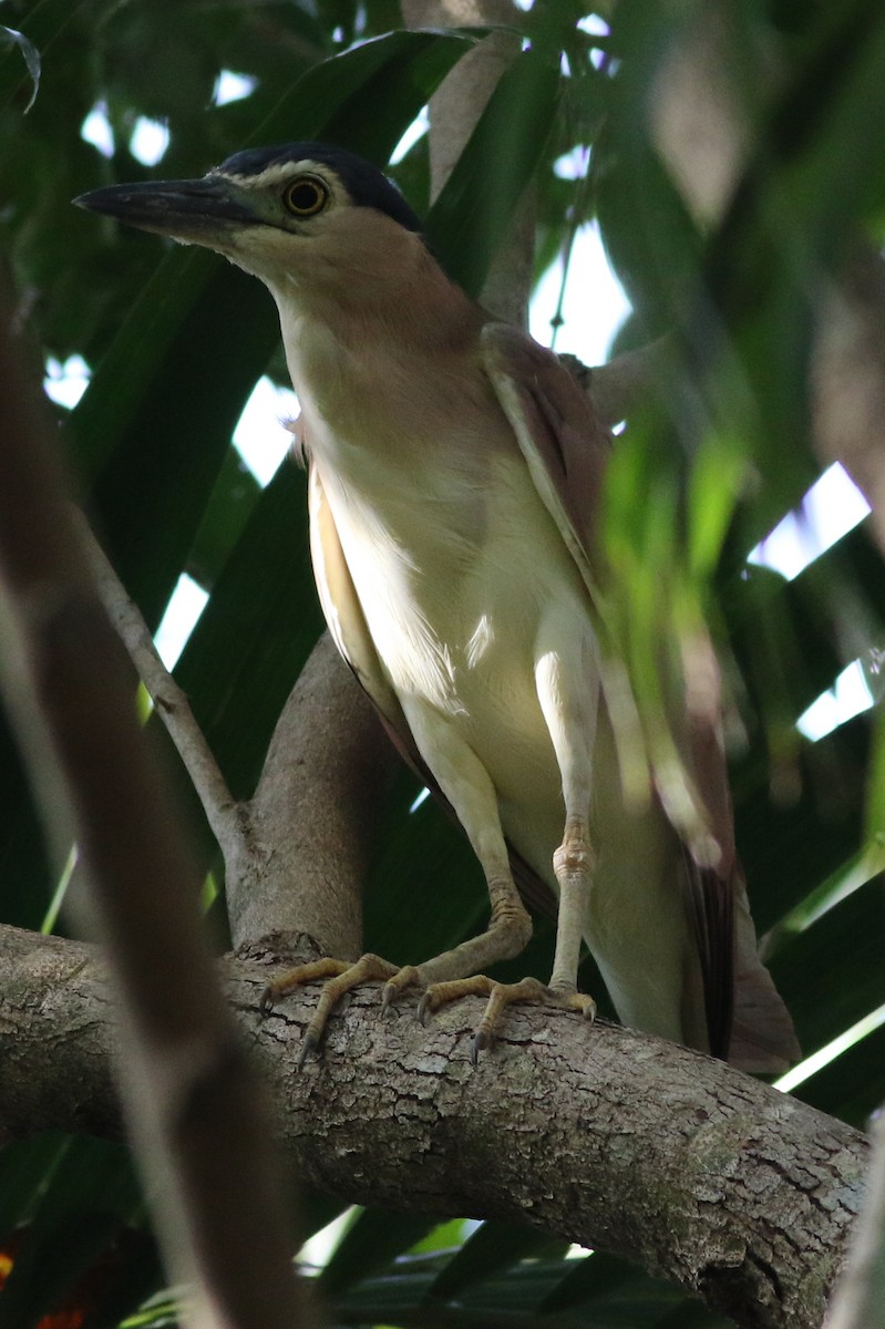 Nankeen Night Heron - ML593884161