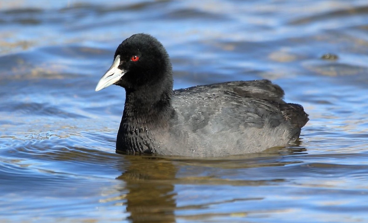 Eurasian Coot - Thalia and Darren Broughton