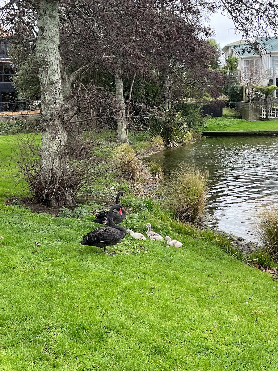 Black Swan - ML593885791