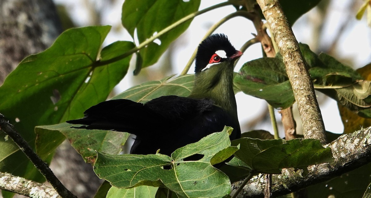 Hartlaub's Turaco - ML593885801