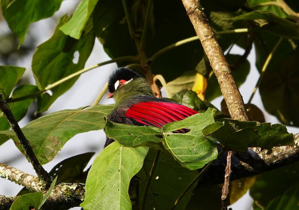 Hartlaub's Turaco - ML593885811