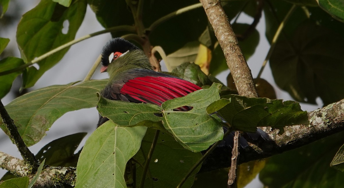 Hartlaub's Turaco - ML593885821