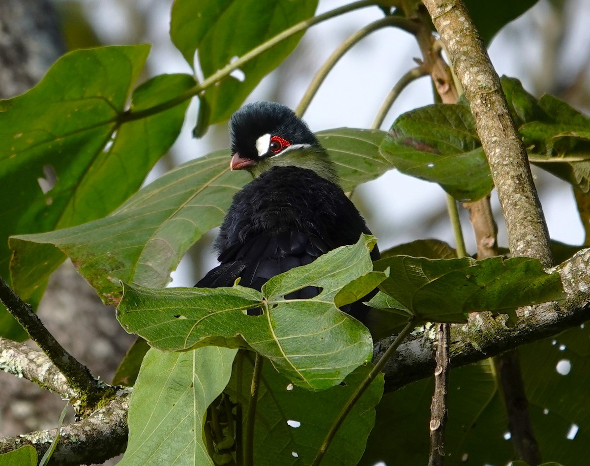 Turaco de Hartlaub - ML593885851