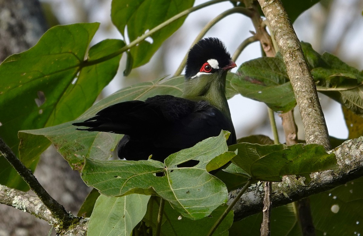 Hartlaub's Turaco - Edurne Ugarte