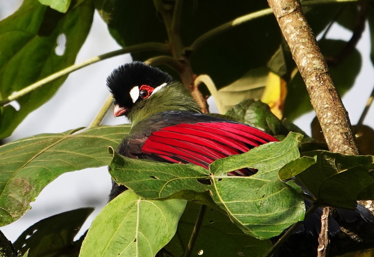 Turaco de Hartlaub - ML593885871