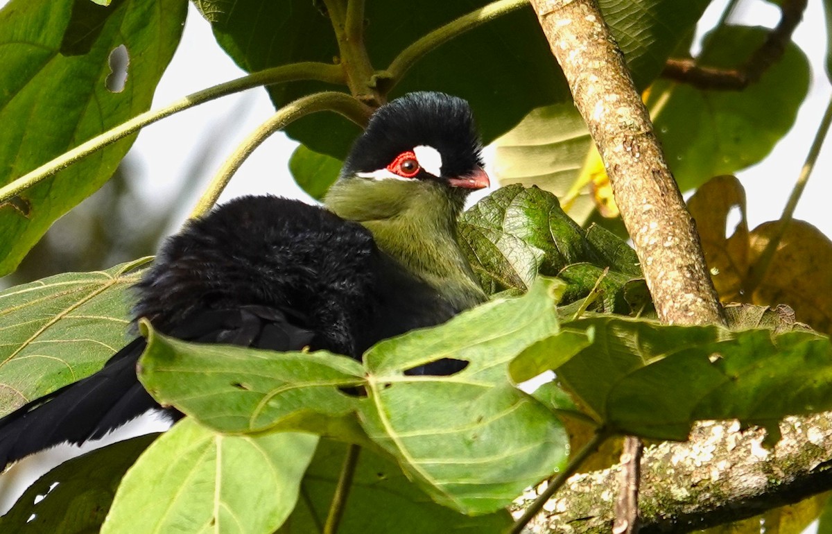 Hartlaub's Turaco - ML593885881