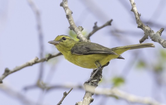 Goldbauchvireo - ML593886071