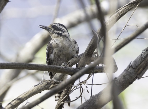 Ladder-backed Woodpecker - ML593886101