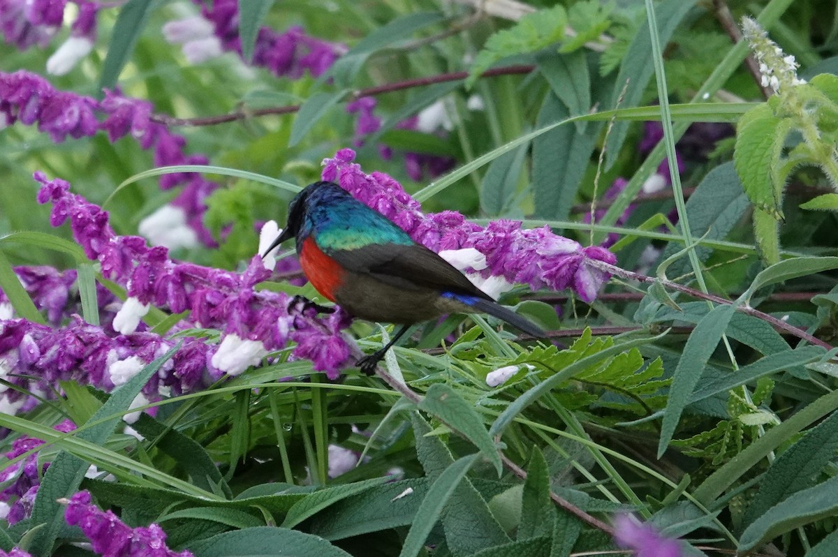 Northern Double-collared Sunbird - ML593886211