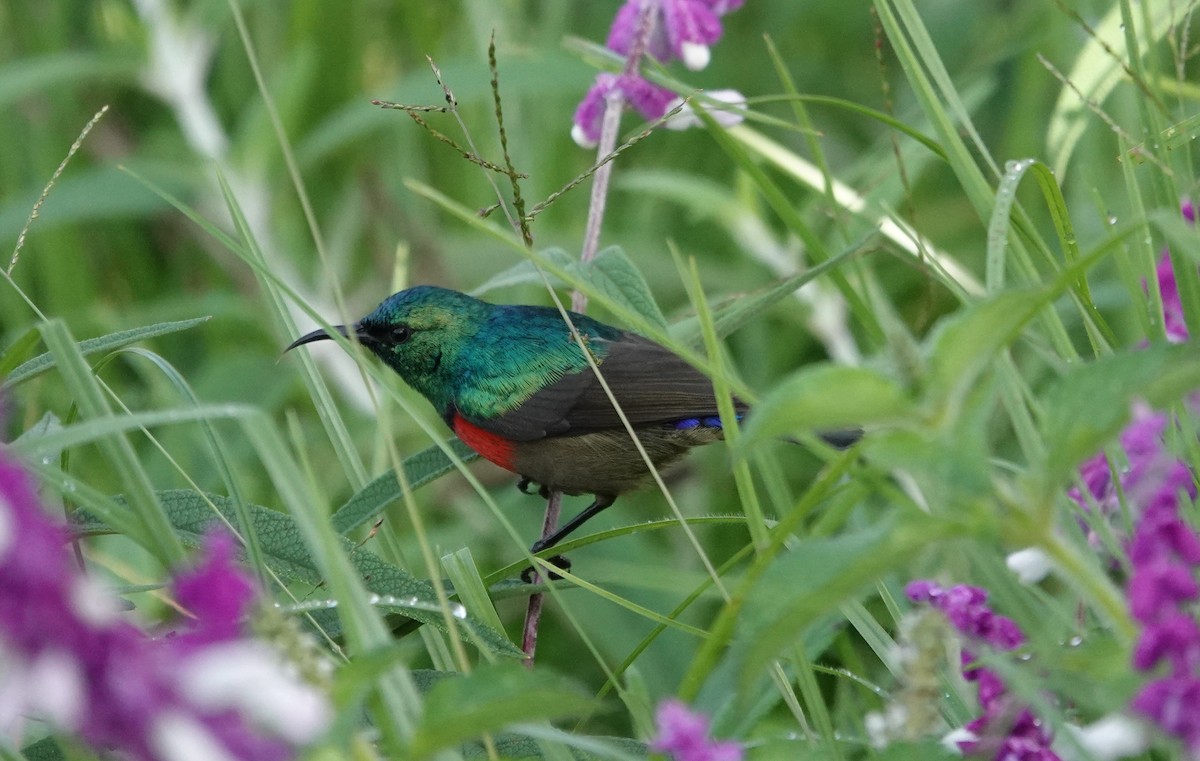 Northern Double-collared Sunbird - ML593886221