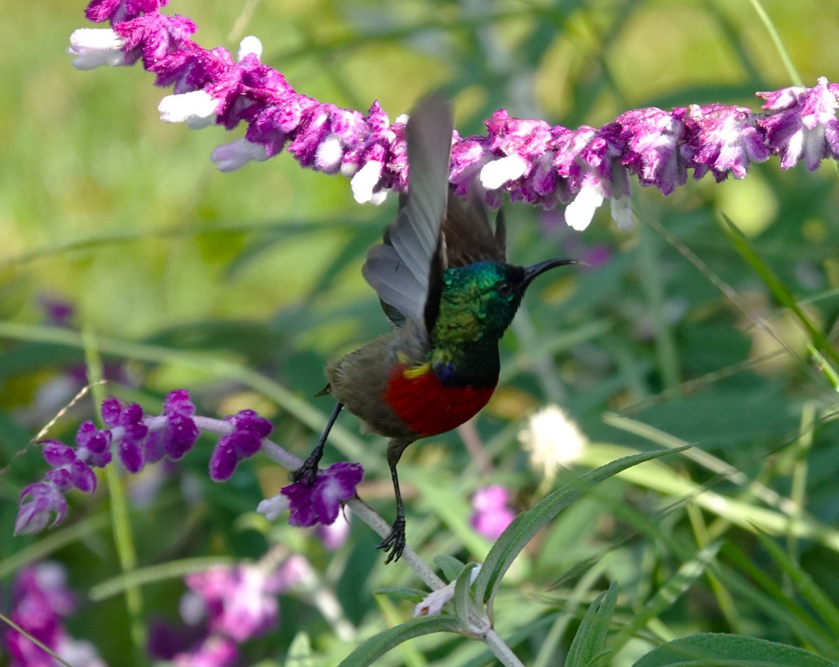 Northern Double-collared Sunbird - ML593886231