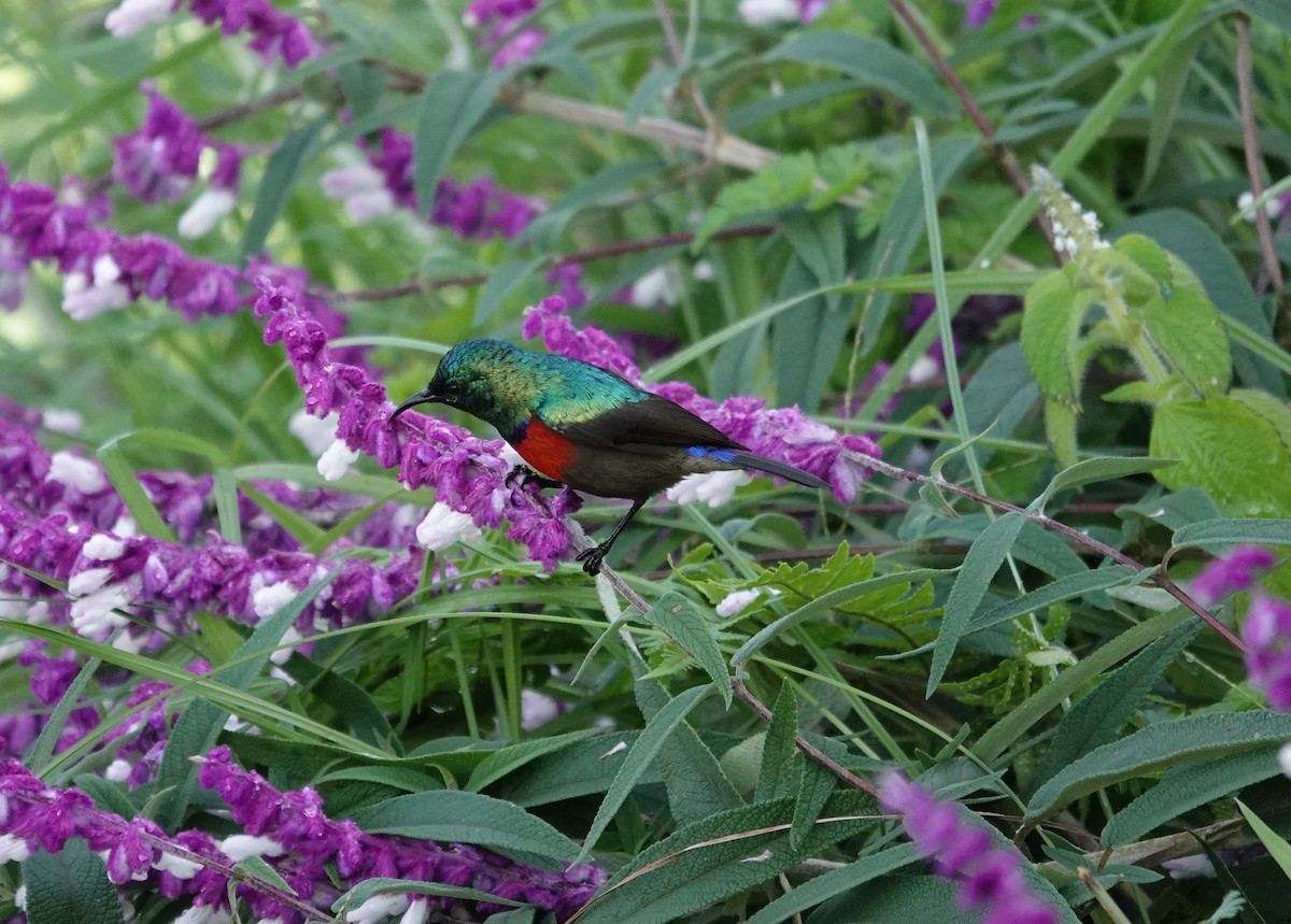 Northern Double-collared Sunbird - ML593886261