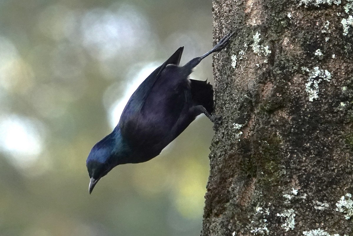 Kenrick's Starling - ML593887011