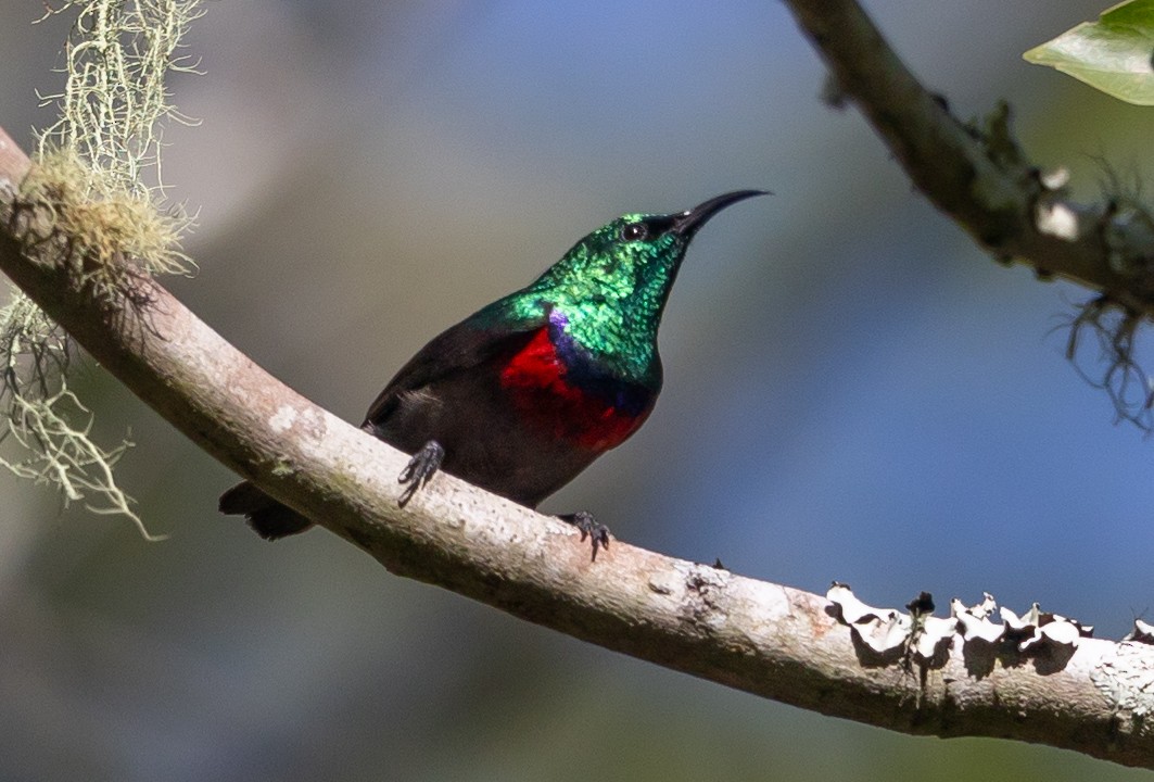 Neergaard's Sunbird - ML593888481