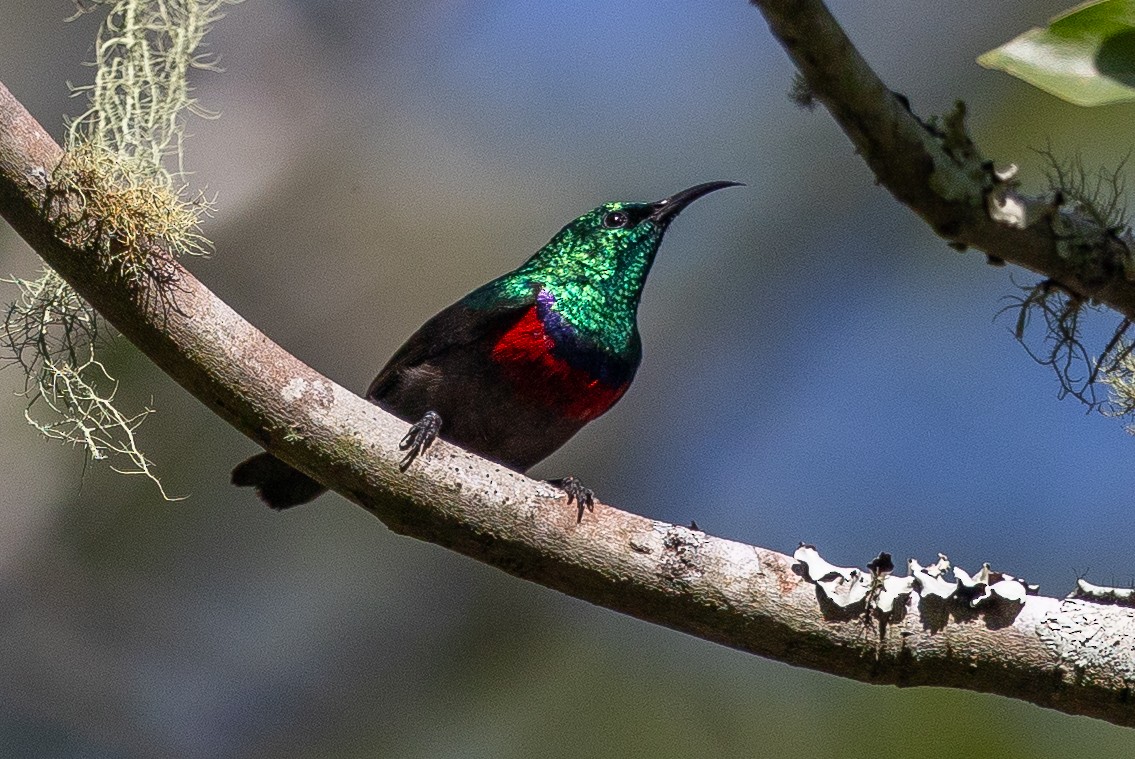 Neergaard's Sunbird - ML593888491