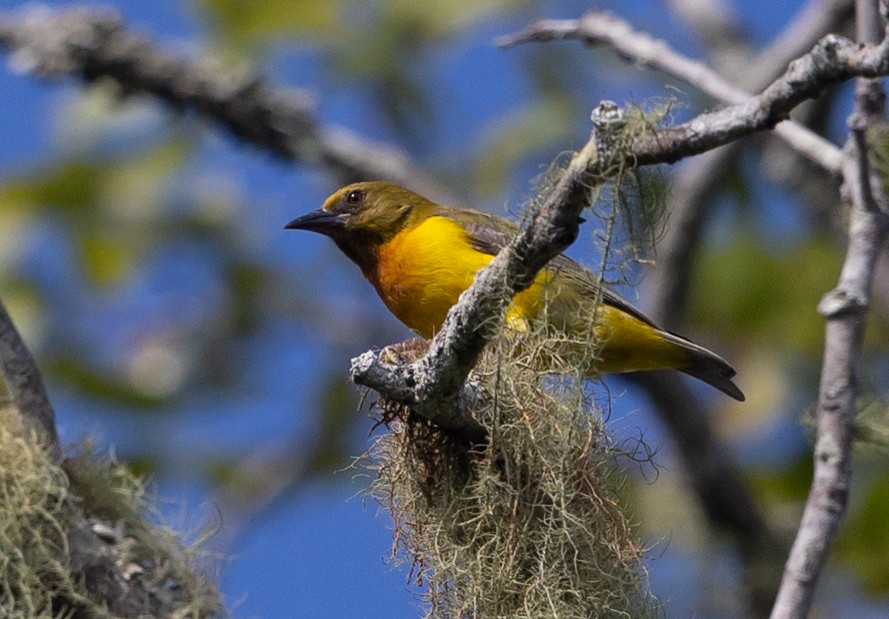 Olive-headed Weaver - ML593888651