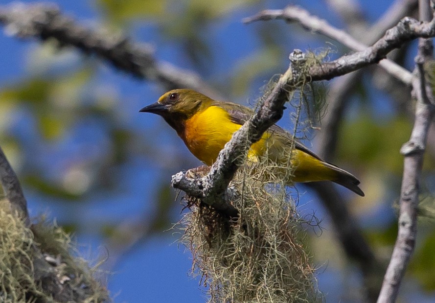 Olive-headed Weaver - Michael Buckham