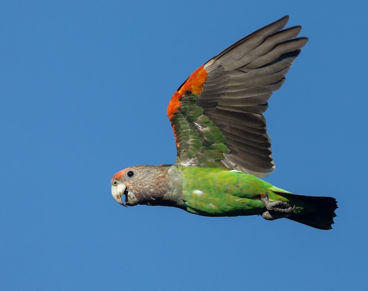 Brown-necked Parrot (Gray-headed) - Michael Buckham