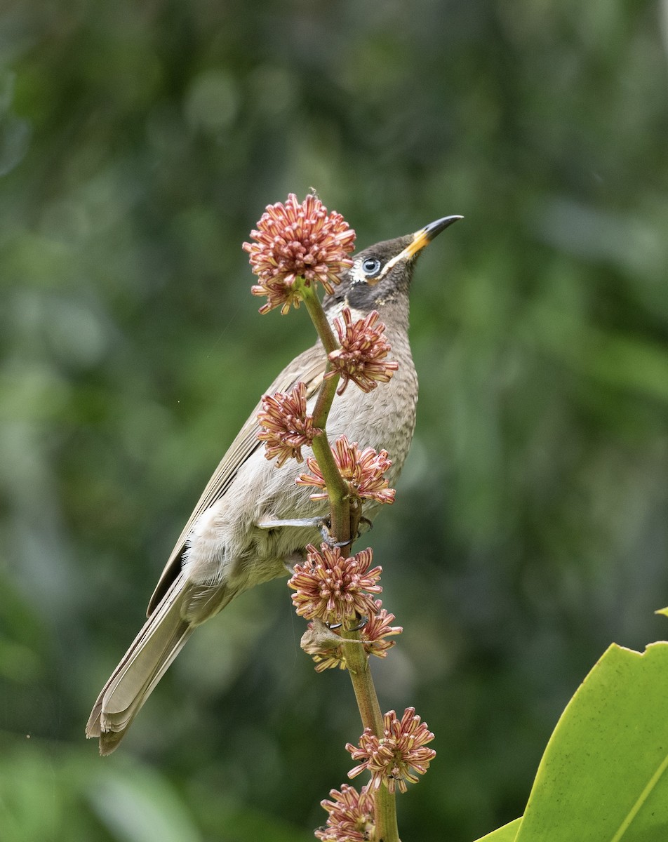 Bridled Honeyeater - ML593889761