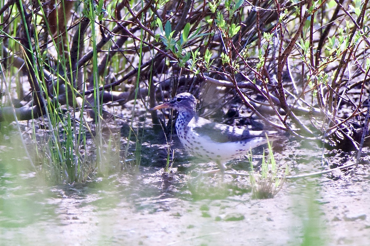 Spotted Sandpiper - gene collins