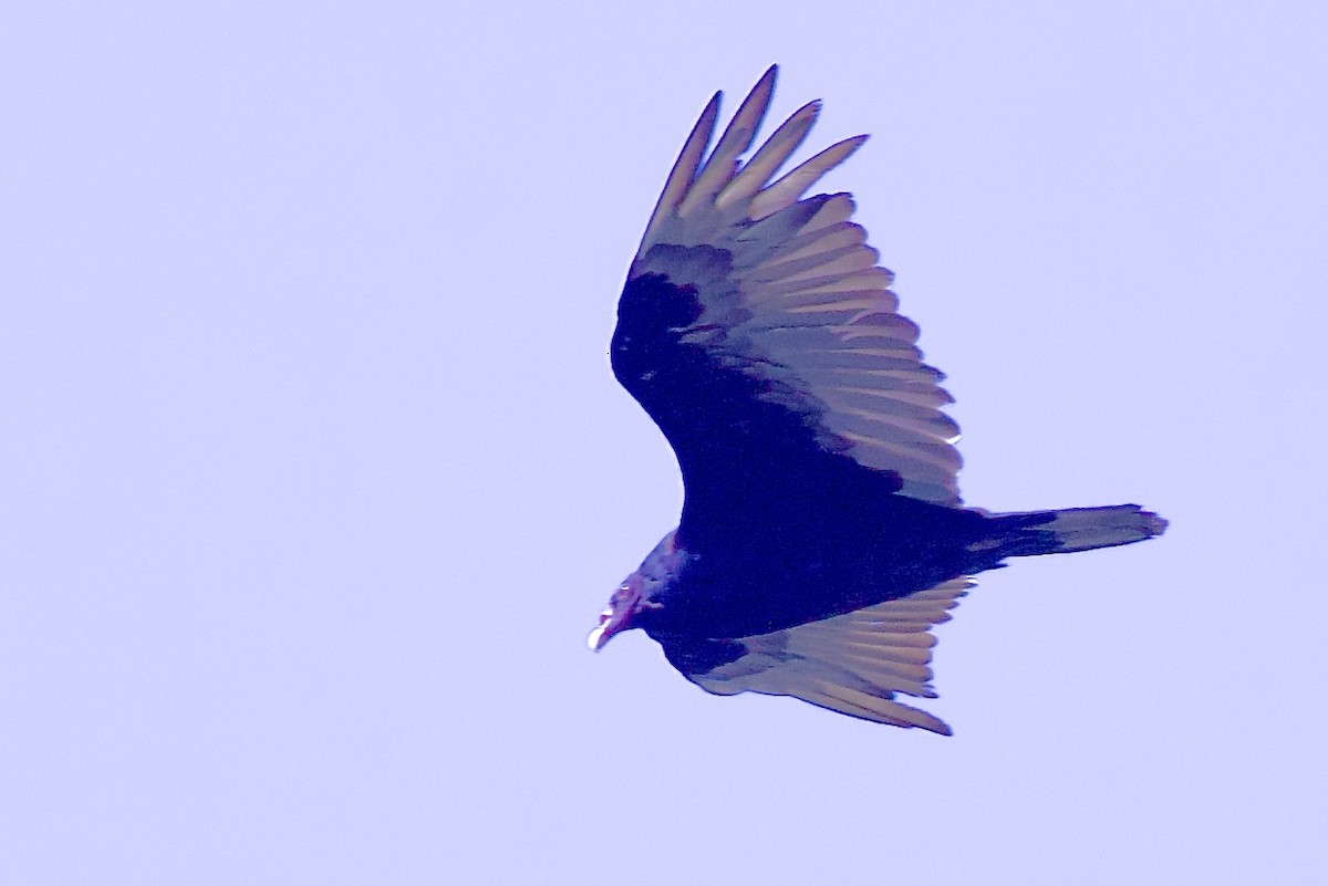 Turkey Vulture - gene collins