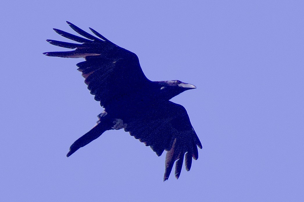 Common Raven - gene collins