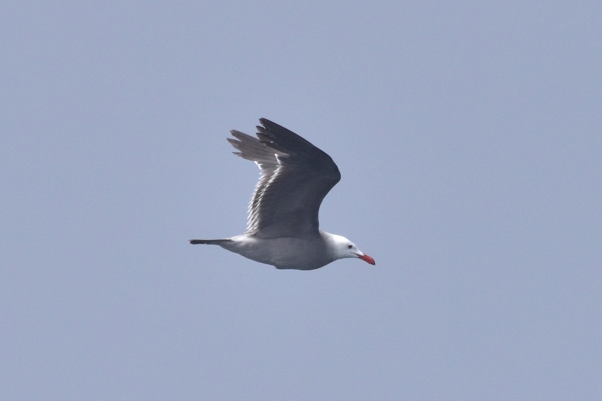 Heermann's Gull - ML593891301