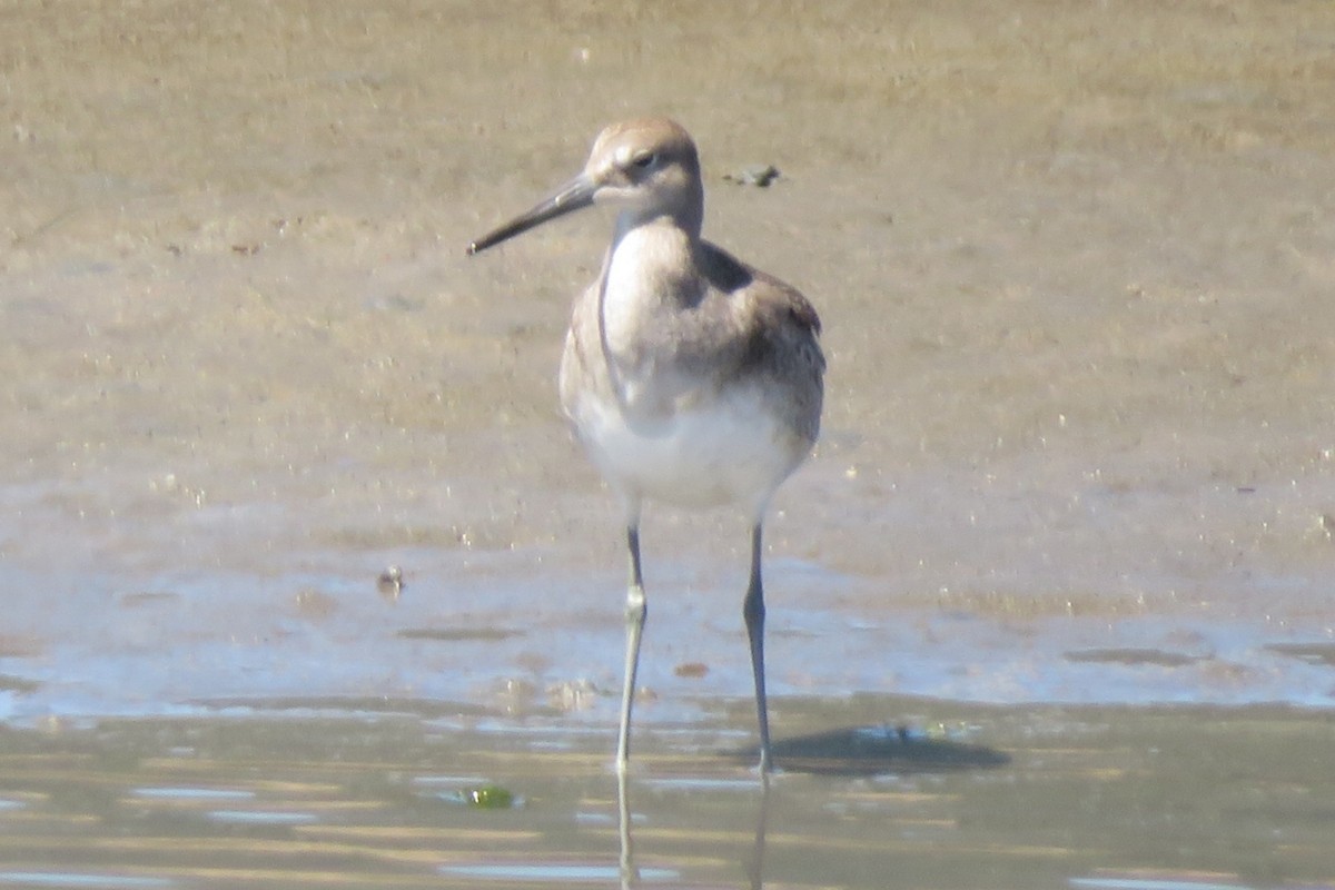 Willet - ML593891371