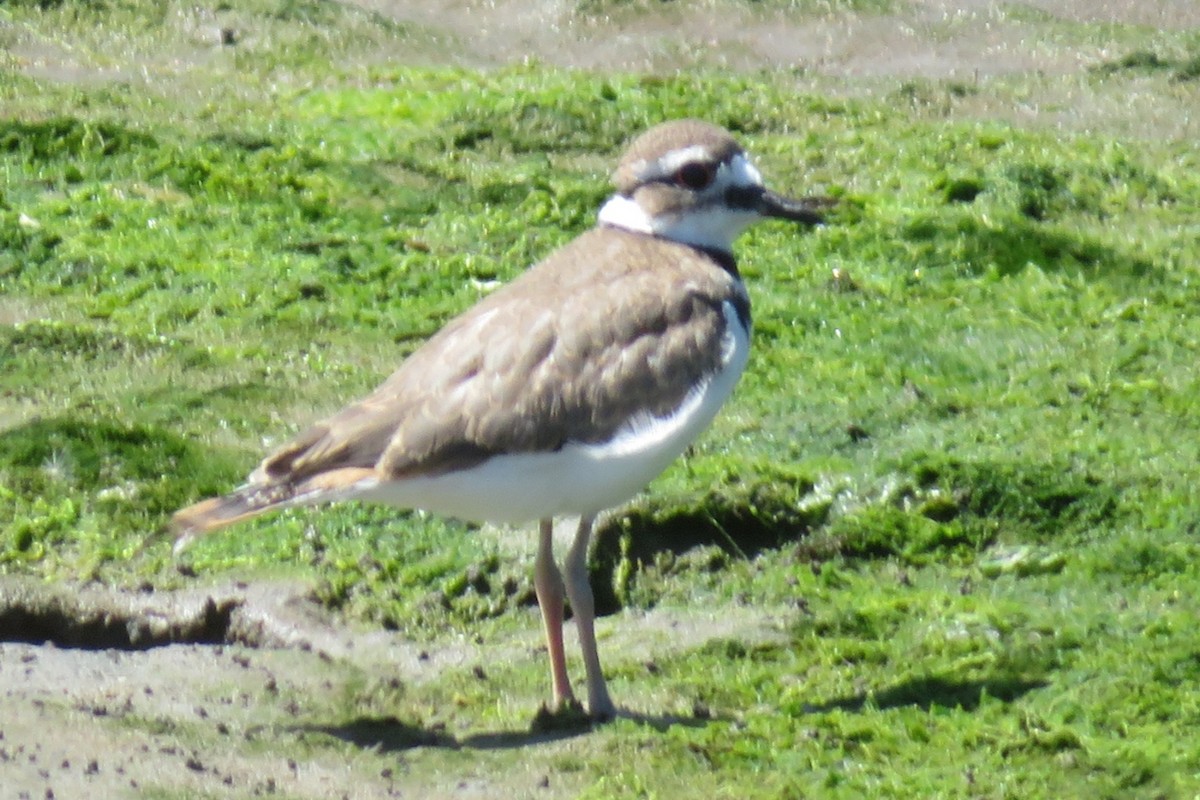 Killdeer - ML593891431