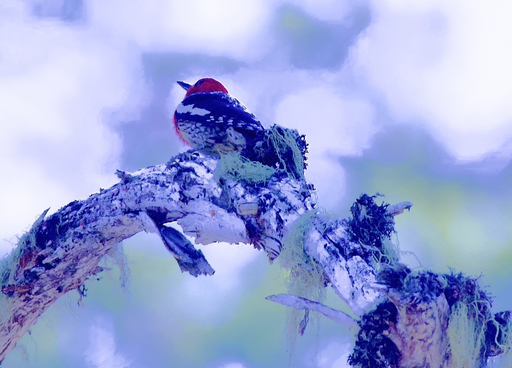 Red-breasted Sapsucker - gene collins