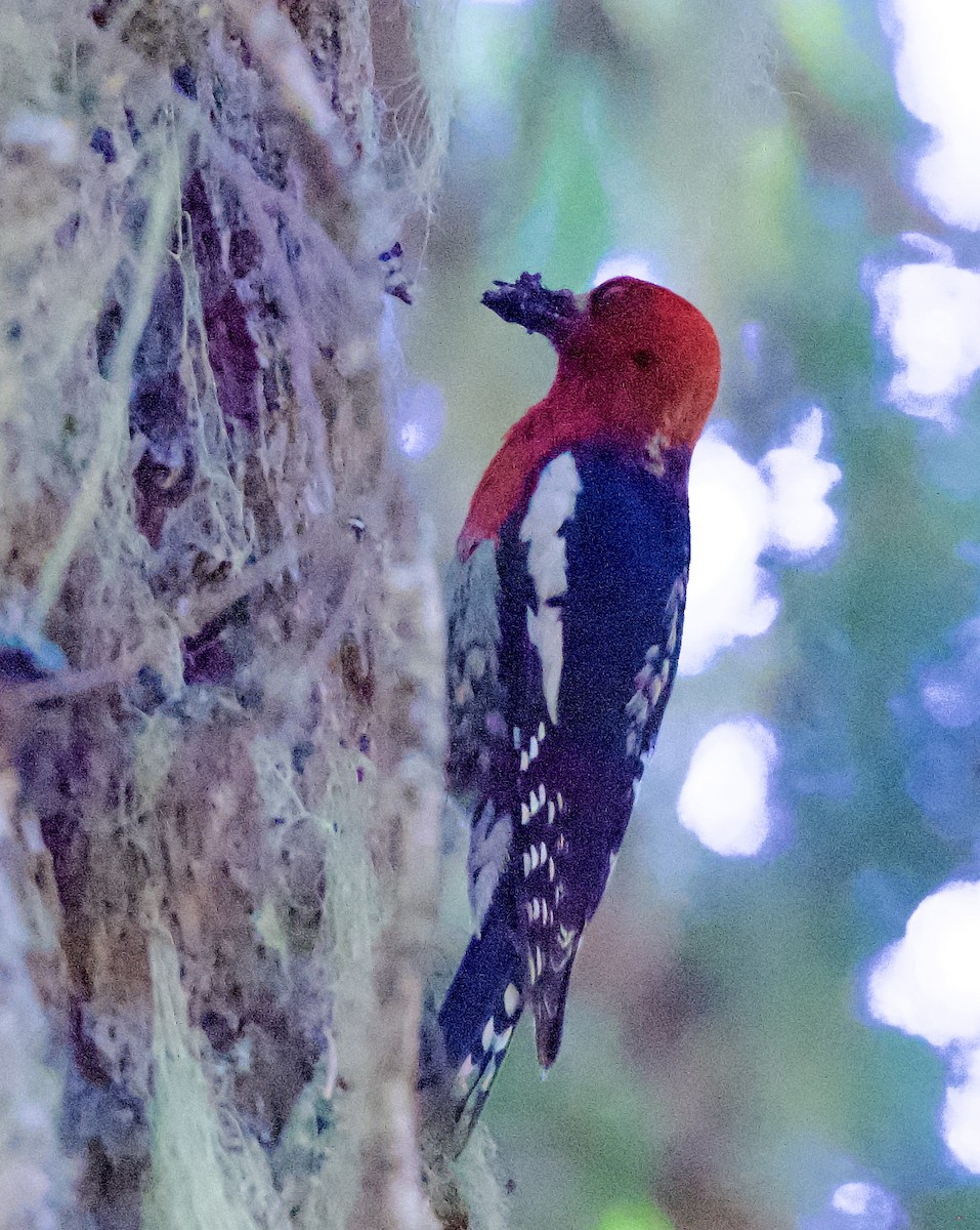 Red-breasted Sapsucker - gene collins