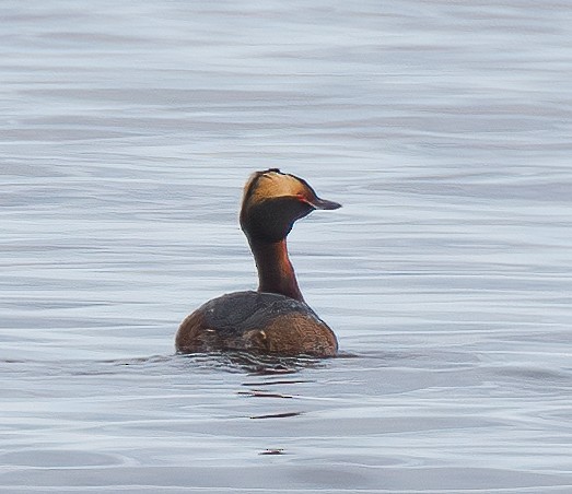 Horned Grebe - ML593892141