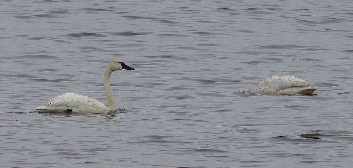 Tundra Swan - ML593892351