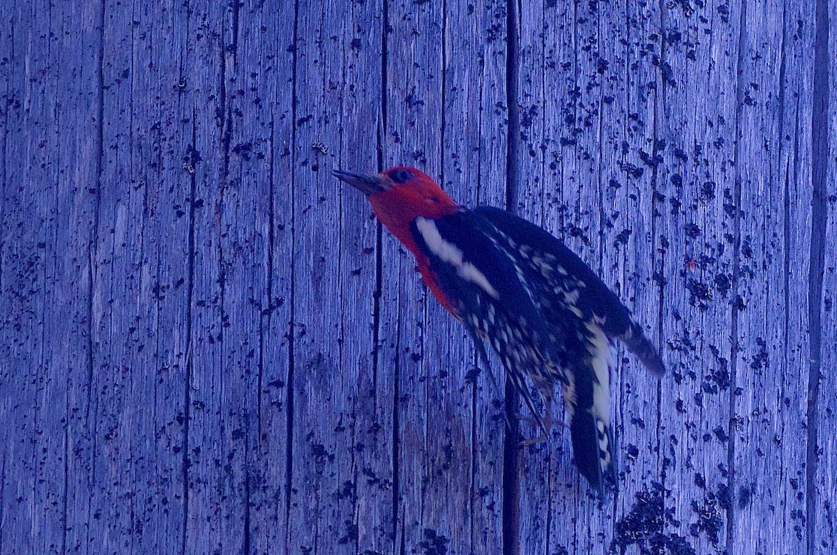 Red-breasted Sapsucker - gene collins